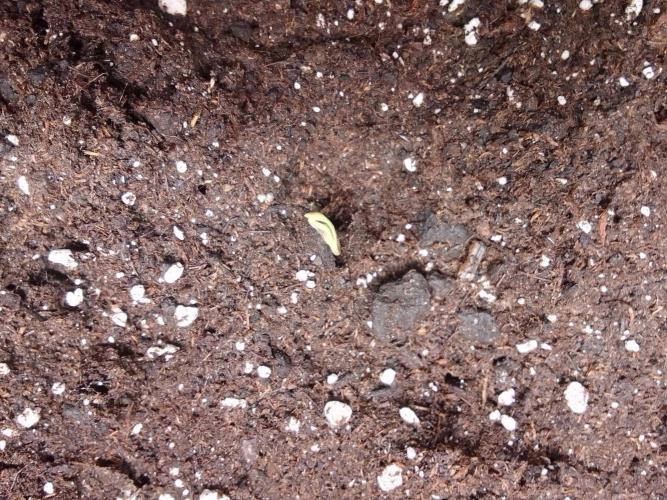 Jelly between Venus and Mars. Week 0 - Day 0