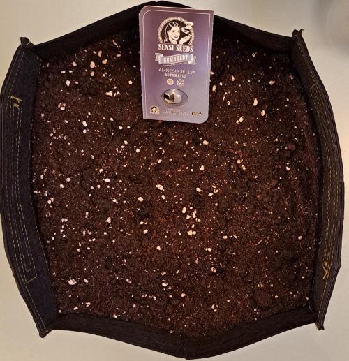 Jelly between Venus and Mars. Week 0 - Day 0