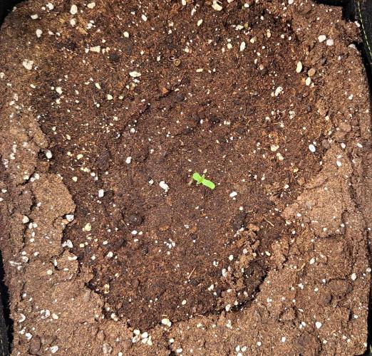 Jelly between Venus and Mars. Week 1 - AJA1 Day 1