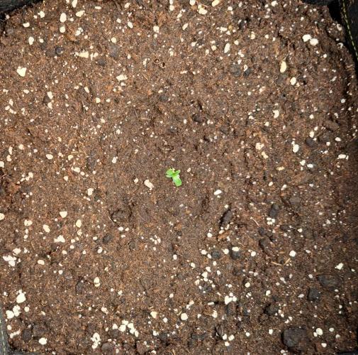 Jelly between Venus and Mars. Week 1 - AJA1 Day 2