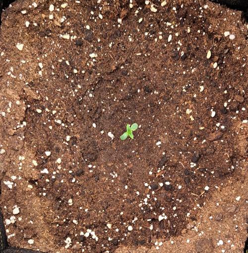 Jelly between Venus and Mars. Week 1 - AJA1 Day 3