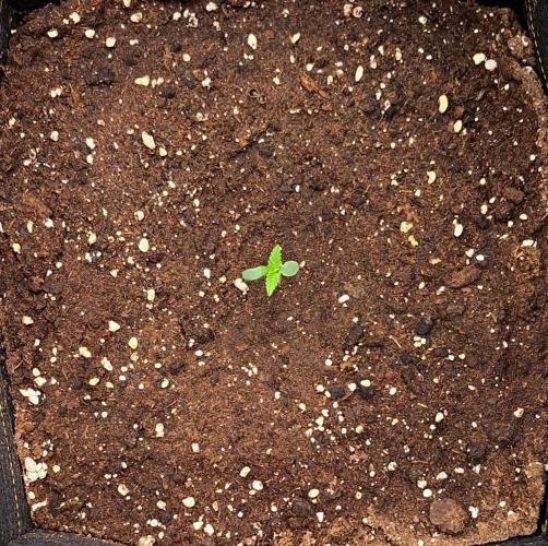 Jelly between Venus and Mars. Week 1 - AJA1 Day 4