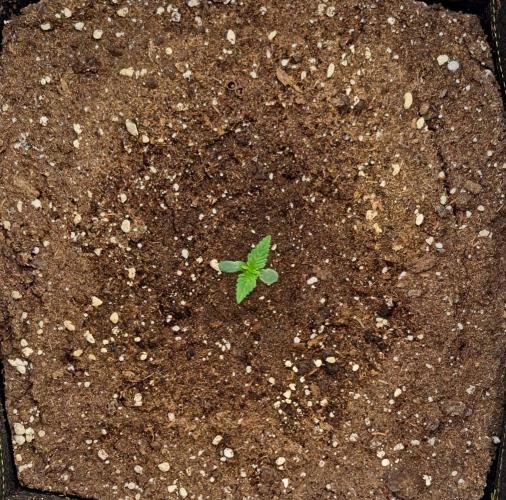 Jelly between Venus and Mars. Week 1 - AJA1 Day 5