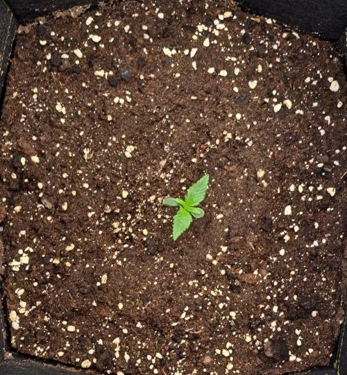 Jelly between Venus and Mars. Week 1 - AJA1 Day 6