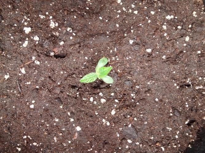 Jelly between Venus and Mars. Week 1 - AJA2 Day 4