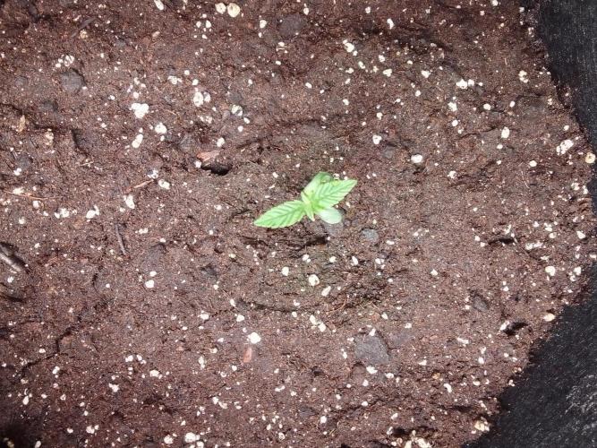 Jelly between Venus and Mars. Week 1 - AJA2 Day 5