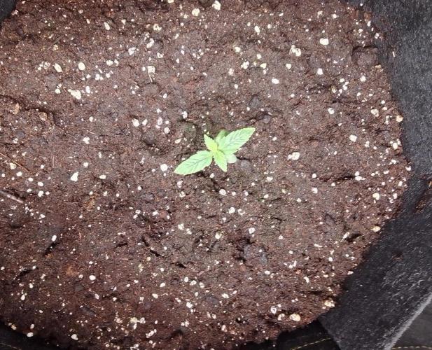 Jelly between Venus and Mars. Week 1 - AJA2 Day 7