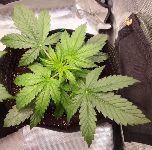 Mars dreams of Amnesia. Week 4 - Day 22