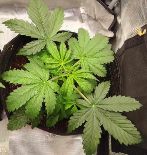 Mars dreams of Amnesia. Week 4 - Day 23