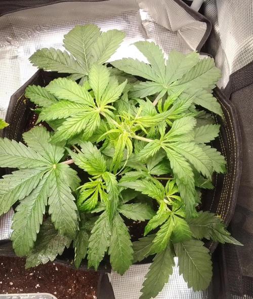 Mars dreams of Amnesia. Week 4 - Day 25