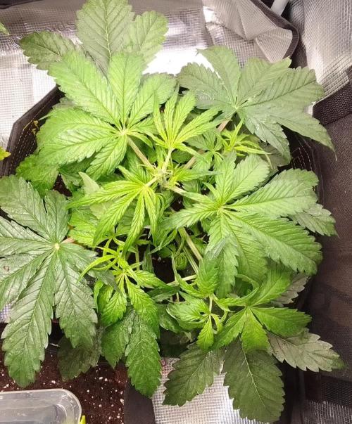 Mars dreams of Amnesia. Week 4 - Day 26