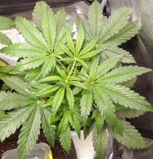 Mars dreams of Amnesia. Week 4 - Day 27