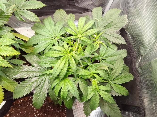 Mars dreams of Amnesia. Week 4 - Day 28