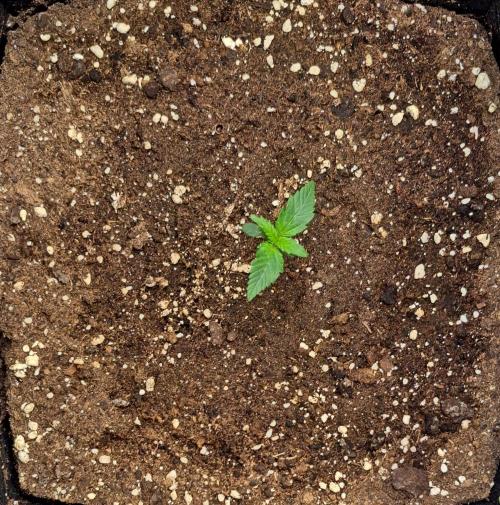 Jelly between Venus and Mars. Week 1 - AJA1 Day 7