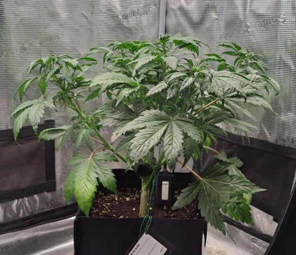 Delighted Diablo is back at Venus. Week 5 - Day 29