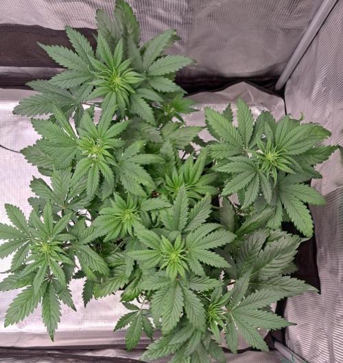 Delighted Diablo is back at Venus. Week 5 - Day 30