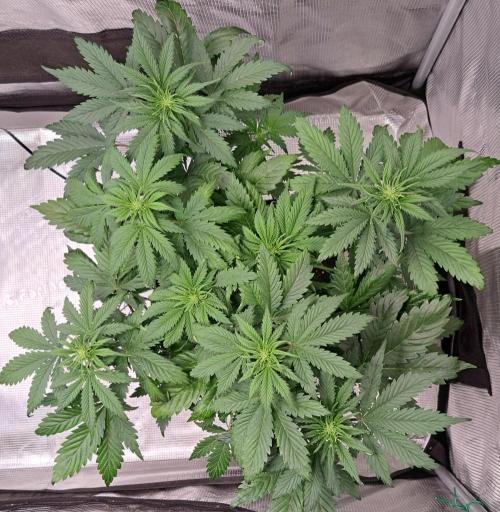 Delighted Diablo is back at Venus. Week 5 - Day 31