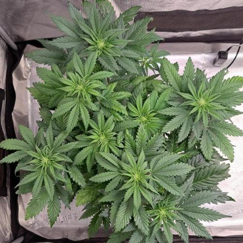 Delighted Diablo is back at Venus. Week 5 - Day 33