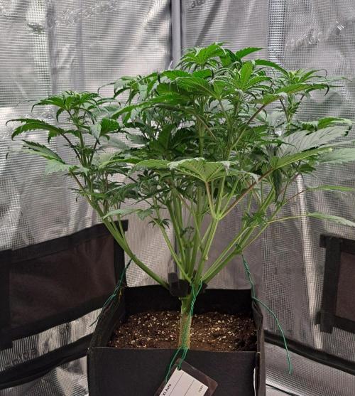 Delighted Diablo is back at Venus. Week 5 - Day 33