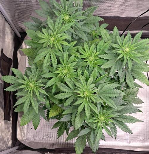 Delighted Diablo is back at Venus. Week 5 - Day 34