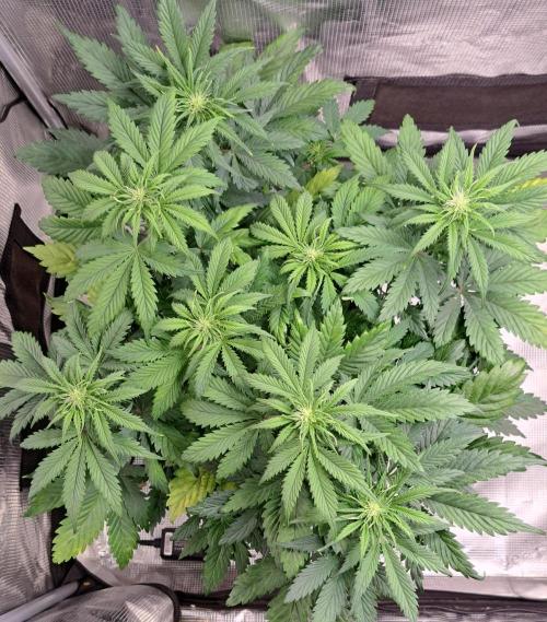 Delighted Diablo is back at Venus. Week 5 - Day 35