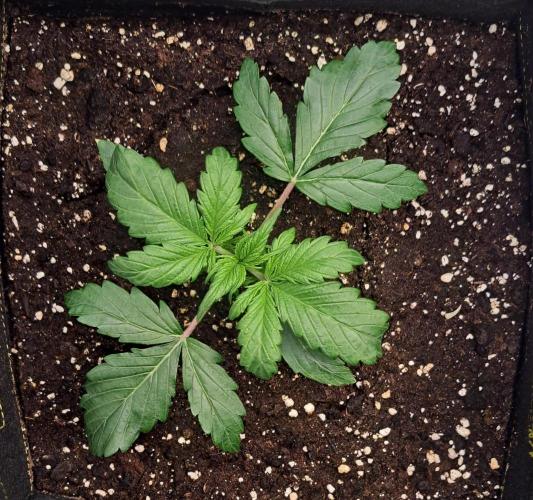 Strawberries on their way to Saturn. Week 3 - Day 15