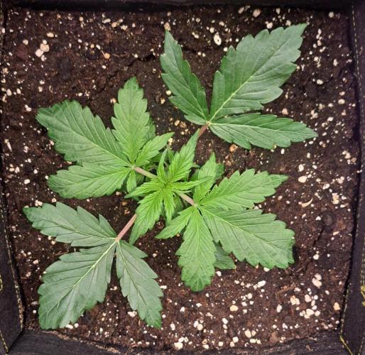 Strawberries on their way to Saturn. Week 3 - Day 16