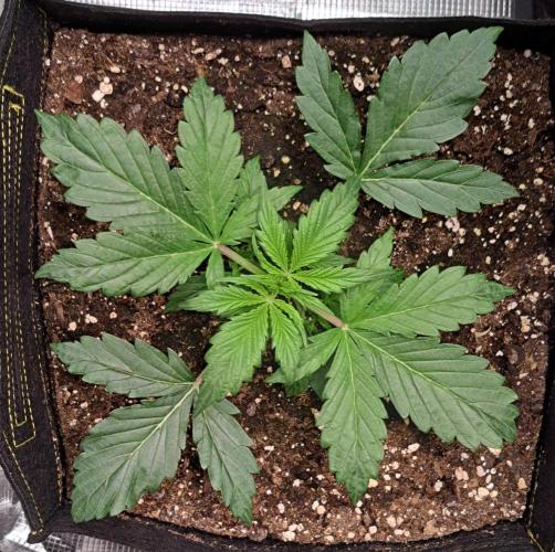 Strawberries on their way to Saturn. Week 3 - Day 17