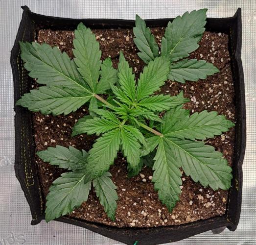 Strawberries on their way to Saturn. Week 3 - Day 18