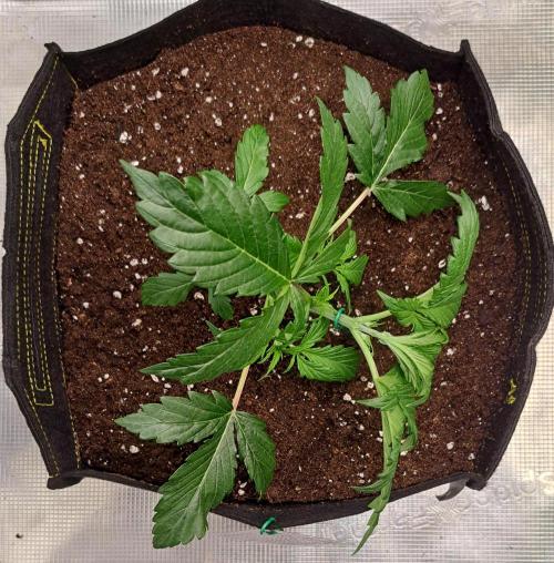 Strawberries on their way to Saturn. Week 3 - Day 19