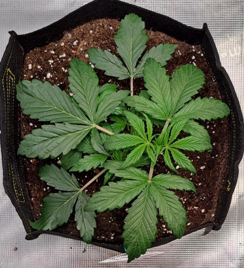 Strawberries on their way to Saturn. Week 3 - Day 20