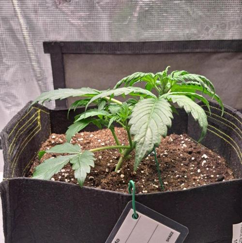 Strawberries on their way to Saturn. Week 3 - Day 20