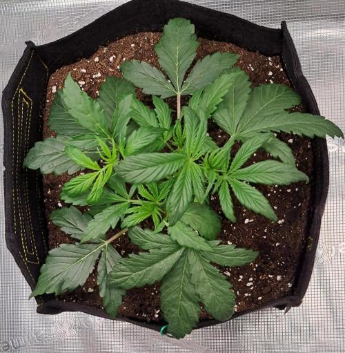 Strawberries on their way to Saturn. Week 3 - Day 21