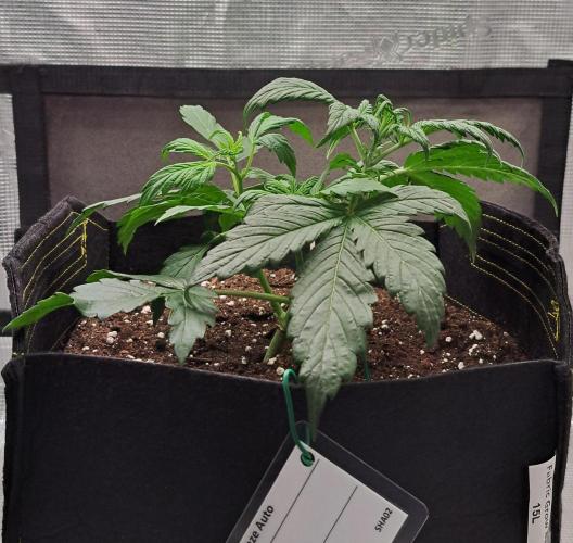 Strawberries on their way to Saturn. Week 3 - Day 21