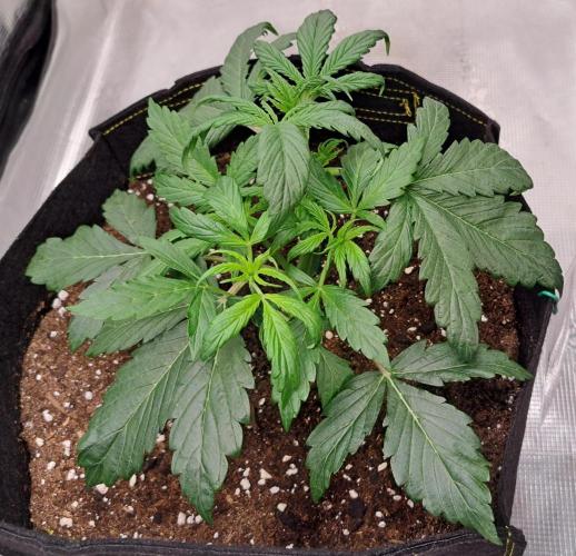 Strawberries on their way to Saturn. Week 3 - Day 21