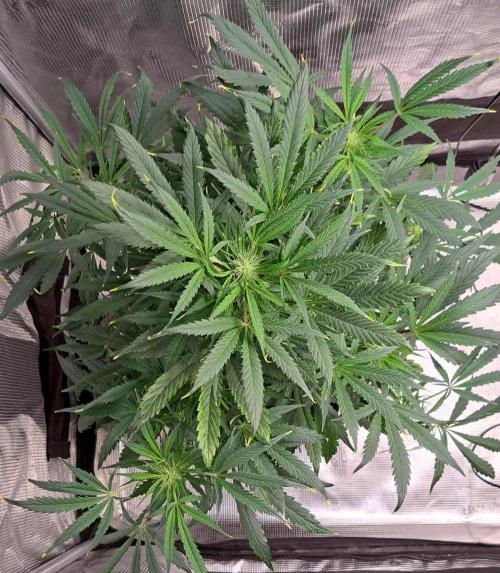 amIZIng Diesel. Week 7 - Day 43