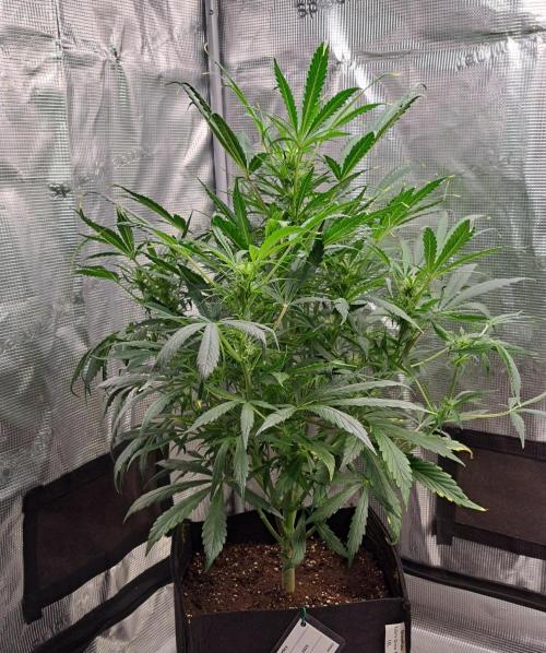 amIZIng Diesel. Week 7 - Day 43