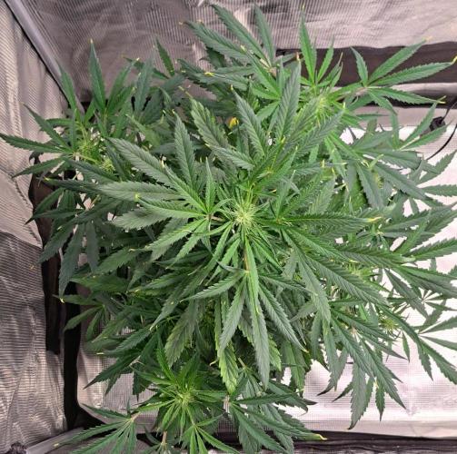 amIZIng Diesel. Week 7 - Day 44