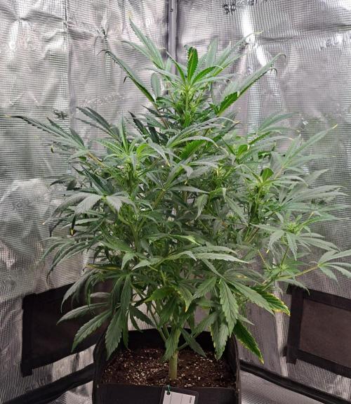 amIZIng Diesel. Week 7 - Day 44