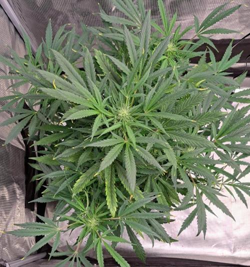 amIZIng Diesel. Week 7 - Day 45