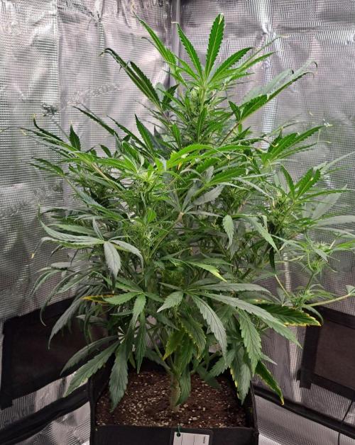 amIZIng Diesel. Week 7 - Day 45
