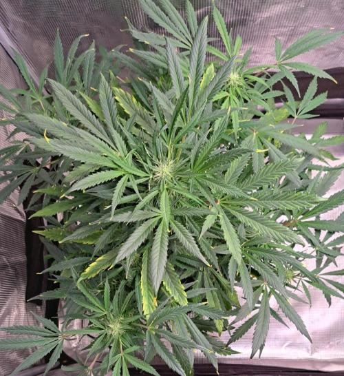 amIZIng Diesel. Week 7 - Day 46