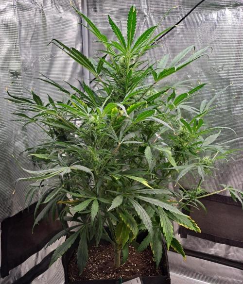 amIZIng Diesel. Week 7 - Day 46