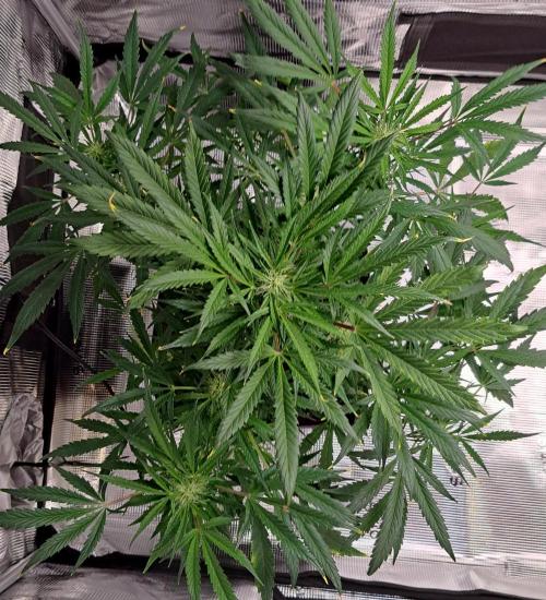 amIZIng Diesel. Week 7 - Day 47