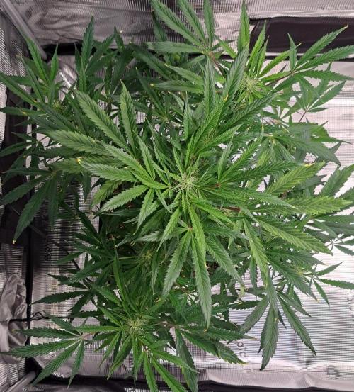 amIZIng Diesel. Week 7 - Day 48