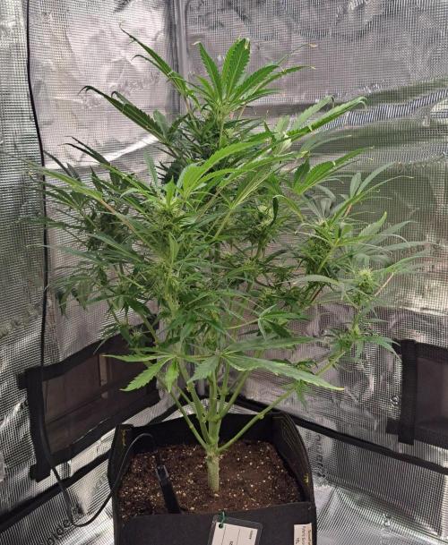 amIZIng Diesel. Week 7 - Day 48