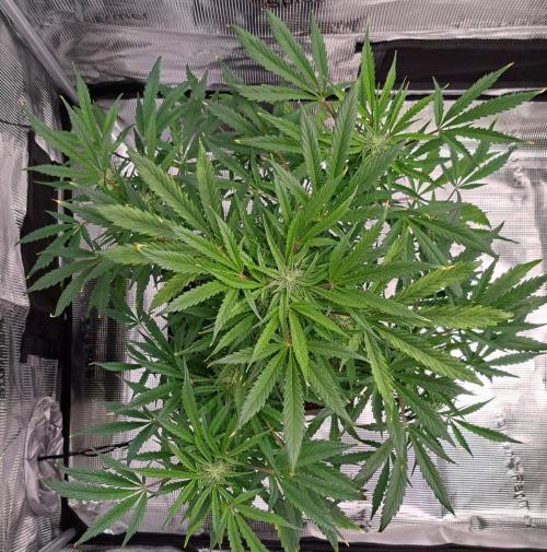 amIZIng Diesel. Week 7 - Day 49