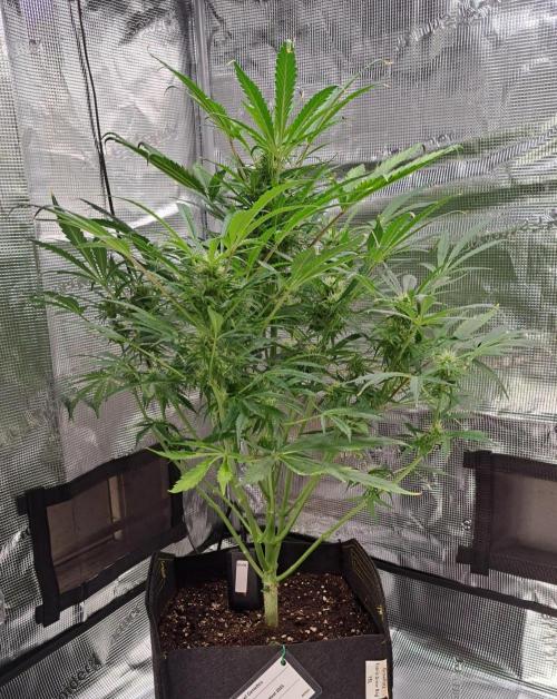 amIZIng Diesel. Week 7 - Day 49