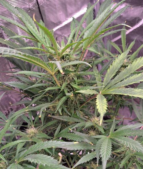 amIZIng Diesel. Week 7 - Day 49