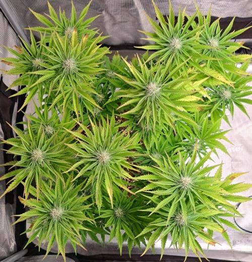 Coke for Saturn. Week 8 - Day 50